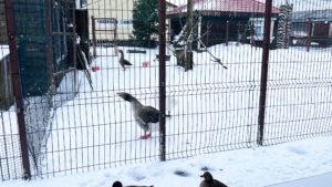 фермерская усадьба, гуси