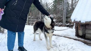 хаски уТалви Укко