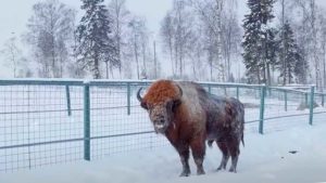 карельский зоопарк зима