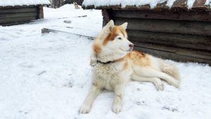 Хаски у Талви Укко