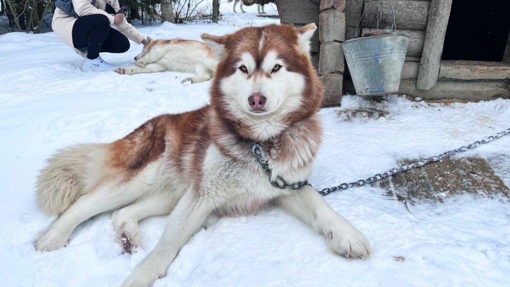 хаски зимой