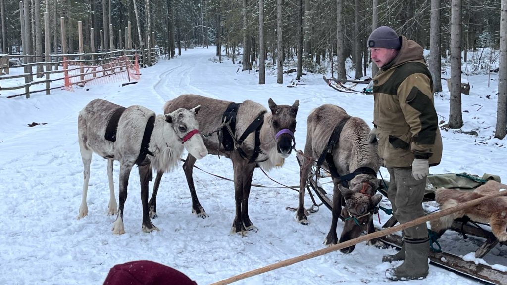Покататься на оленях в Карелии