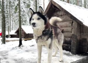 В гостях у хаски