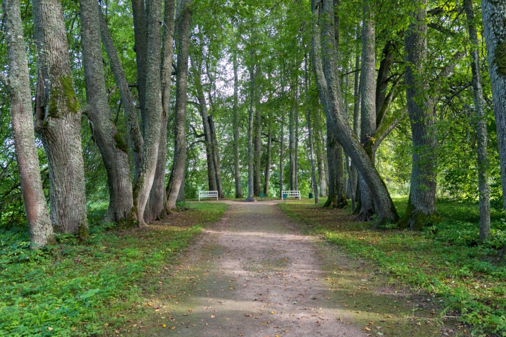 Усадьба Петровское, липовая аллея, скамейки в тени