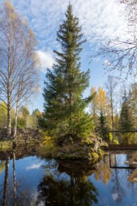 Ель на островке, водопад Метсямикли, осень в Карелии