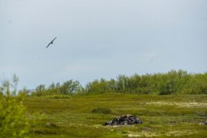 Птица над Заяцким островом