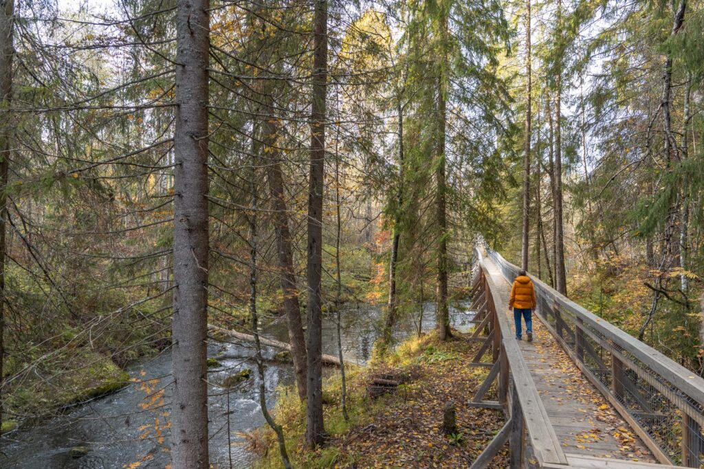Тропа на сваях у водопада Метсямикли в Карелии
