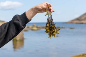 Морские водоросли у берега архипелага Кузова на Соловках, чистая вода и камни на мелководье