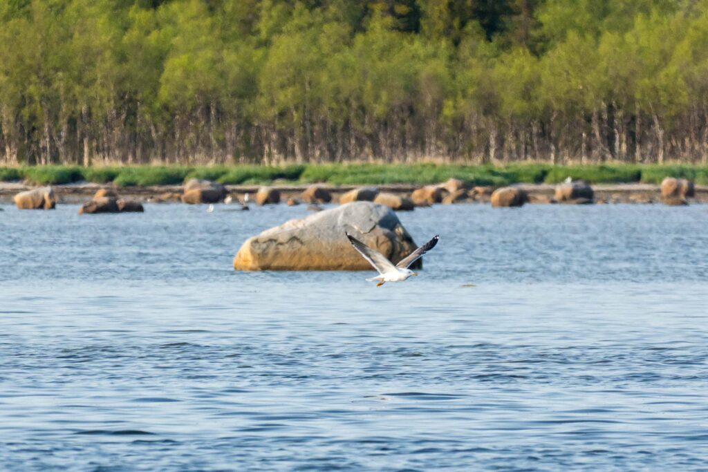 Чайка над Белым морем у Соловков
