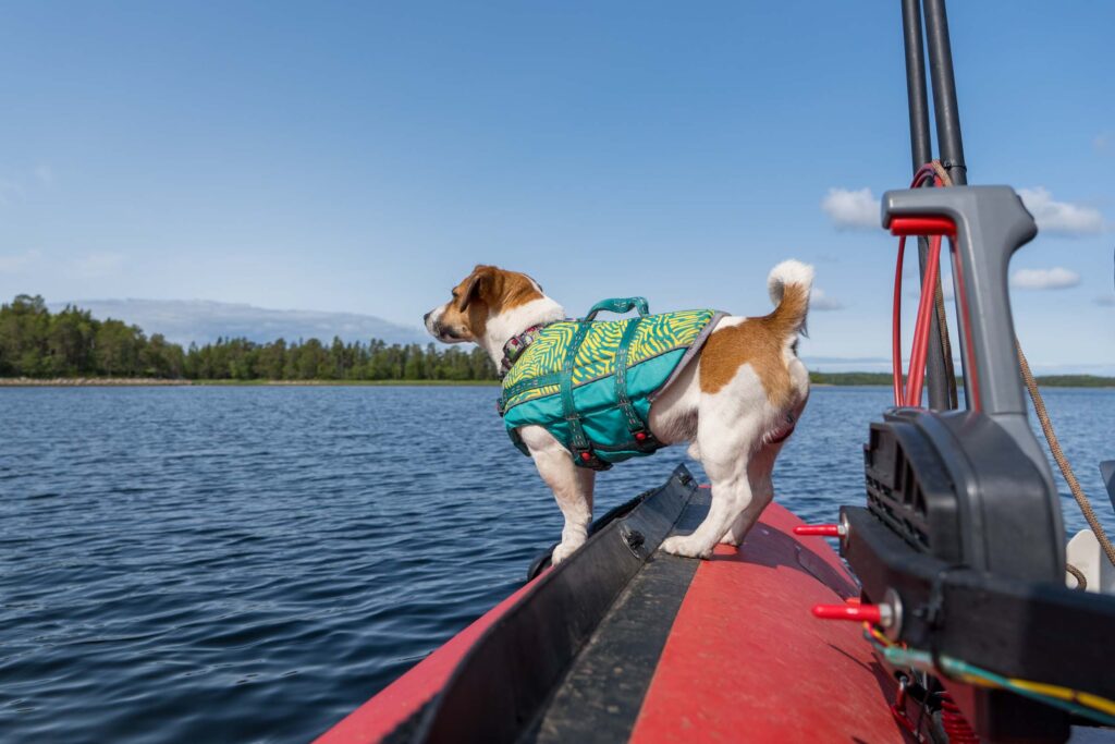 Собака на лодке в Белом море