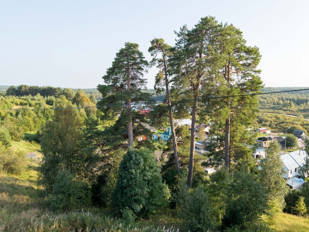 Сосны над деревней Маньга Карелия